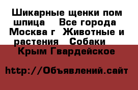 Шикарные щенки пом шпица  - Все города, Москва г. Животные и растения » Собаки   . Крым,Гвардейское